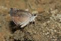 Erynnis marloyi (Kara Zıpzıp)